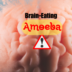 3 children died in kerla because of brain eating amoeba 